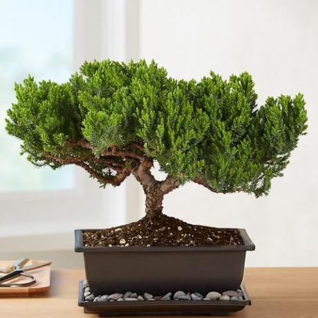 jeneverbes bonsai1822 40004 101067 101521 101672 web om te updaten 157145 157822