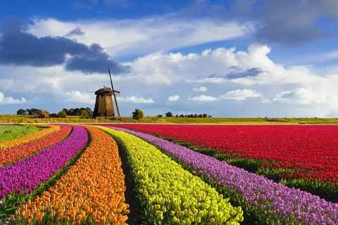 Tulpen en windmolen