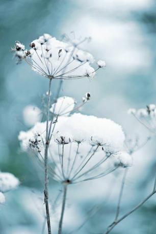 met sneeuw bedekte kantbloemen van koningin Anne, ook bekend als daucus carota in een wintertuin