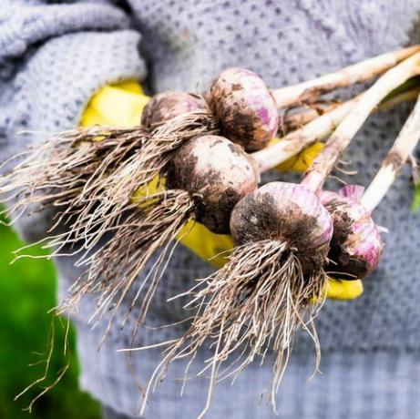 groenten om te groeien in herfstknoflook