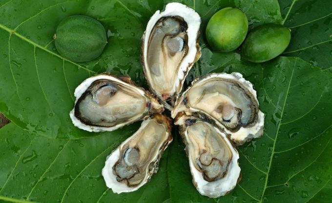 Close-up van oesters op bladeren