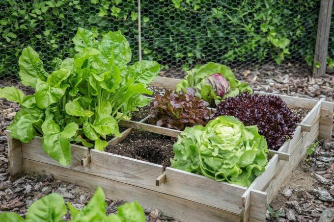 houten moestuinbakken met verschillende soorten salades