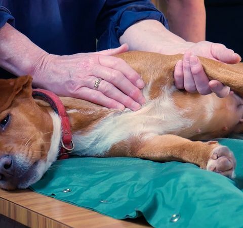 massage met honden