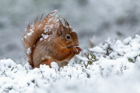 eekhoorn winter nest