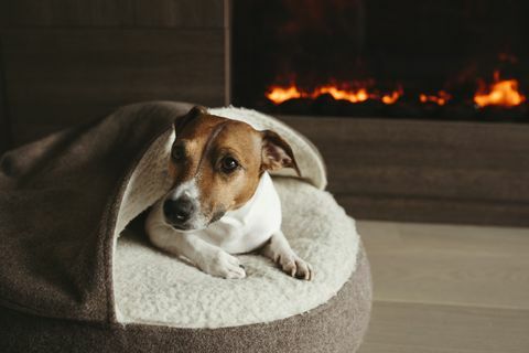 5 manieren om uw huisdieren gezellig te houden zonder uw energierekening te verhogen