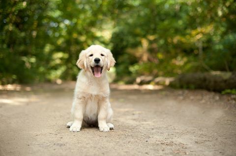 labrador puppy zittend op een bospad