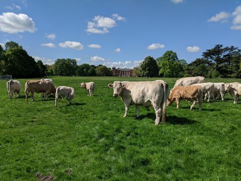 dieren gedijen in lockdown