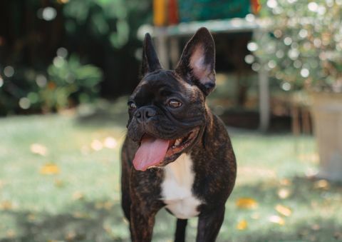 gelukkige franse bulldog