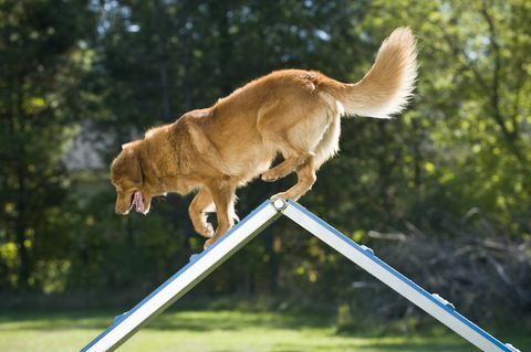 Retriever op top van A-frame