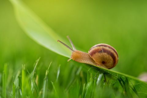 mooie mooie slak in gras met ochtenddauw