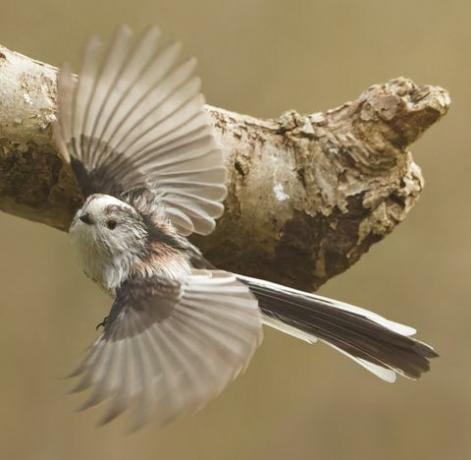 vogelfotografie tuin dieren in het wild