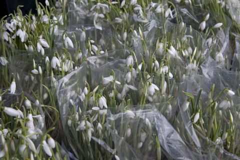 Zakken Galanthus (sneeuwklokje) klaar voor verkoop