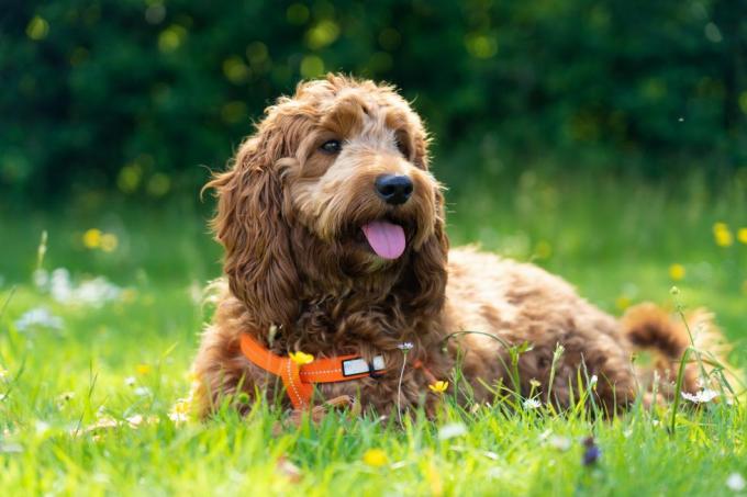 jonge cockapoo-hond die in een weiland zit