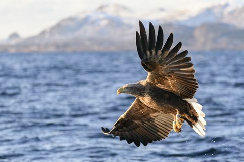 zeearend of zeearend aan het vissen in een fjord in Noord-Noorwegen