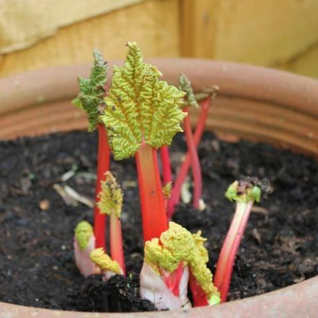 wat te doen in de tuin in januari rabarber