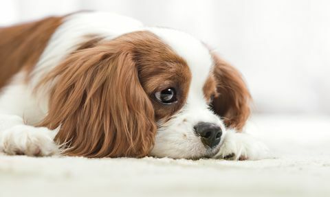 Cavalier King Charles Spaniel