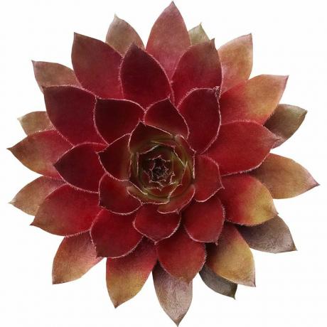 Sempervivum Rode Leeuw