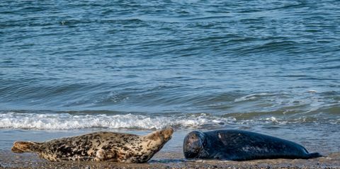 duizenden babyzeehonden zullen naar verwachting worden geboren