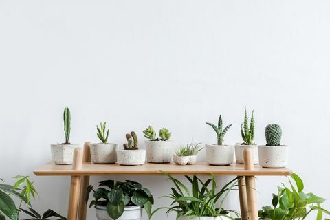 Scandinavische kamer interieur met planten, cactussen en vetplanten samenstelling in ontwerp en hipster potten op de bruine plank witte muren modern en bloemen concept van huis tuin natuur liefde