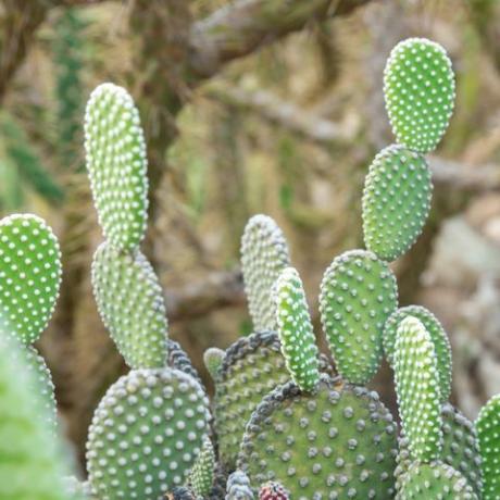 opuntia microdasys albida cactus in een cactustuin, ook wel engelenvleugels, konijnenorencactus, konijnencactus of stipcactus genoemd