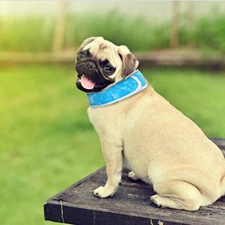 Nobleza coole hondenhalsband | Set van 2 |, dog coole bandana chill out, hondenkoelhals, verstelbare en ademende zomerse hondenhalsband cool, hondenijs sjaal blauw M, geschikt voor nek van 40 cm tot 54 cm