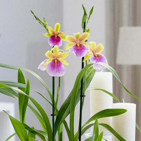 Miltonia 'Sunset'-viooltjeorchidee