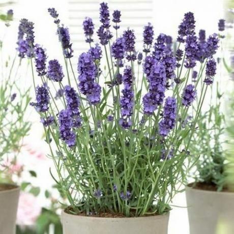 Lavendel plant foto