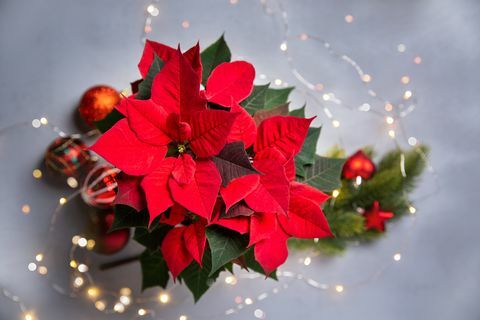 rode poinsettia bloem en feestelijk kerststuk met sprankelende guirlande op grijze achtergrond bovenaanzicht, kopieer ruimte