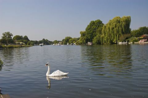 Zwaan op Rivier Theems in Walton-on-Thames, Surrey, op zonnige dag met blauwe hemel