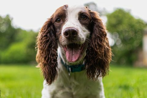 close-up portret van een hond