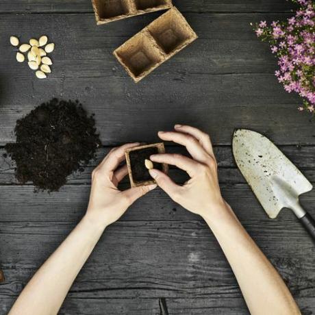 Vrouw handen planten