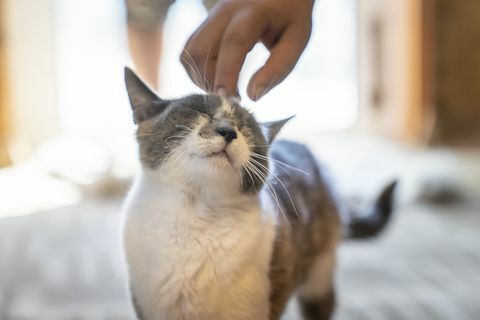 de kat is lichtjes op zijn kop gekrabd met een mensenhand het dier is blij een foto in het beschikbare licht thuis