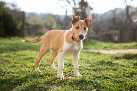 vlotte collie-puppy