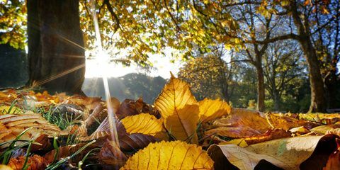 herfst tuin