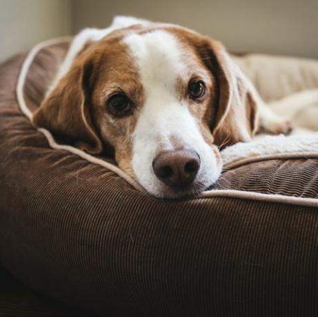 de enige kamer waarin je hond niet alleen mag worden gelaten, volgens een nieuwe studie