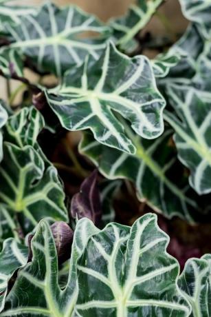 populaire kamerplanten alocasia plant