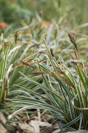 bonte bladeren van Carex oshimensis plant