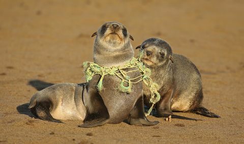 Zeehondejong verslikt zich in de vislijn