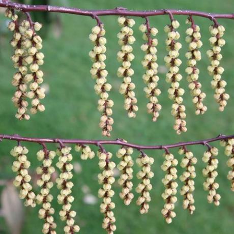 lentebloemen – vroege stachyurus