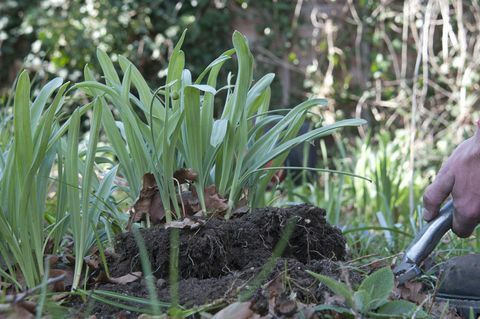 Groene bladeren van sneeuwklokje plant