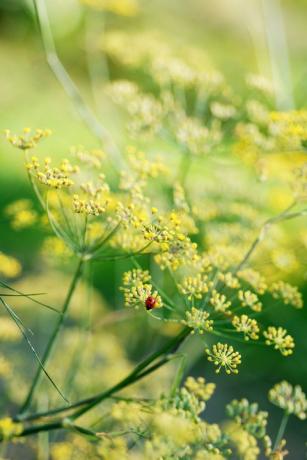 dille plant bloem