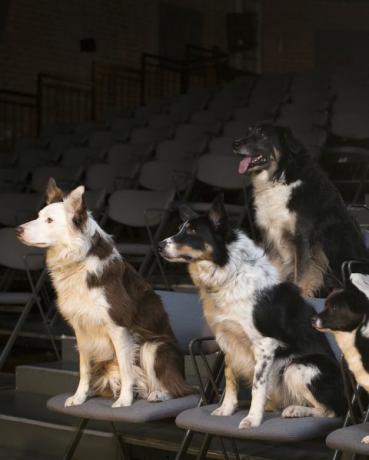 groep honden in het theater