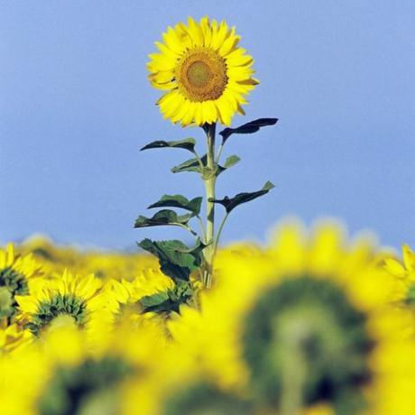 lange zonnebloem