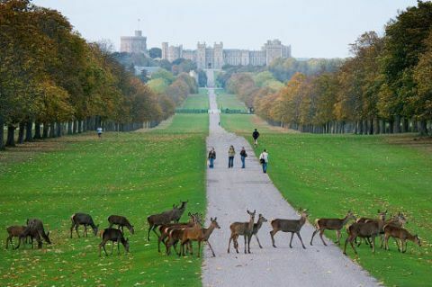 Windsor kasteel