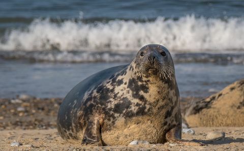 duizenden babyzeehonden zullen naar verwachting worden geboren