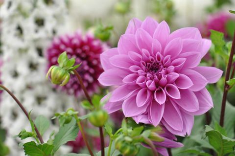 dahlia bloem