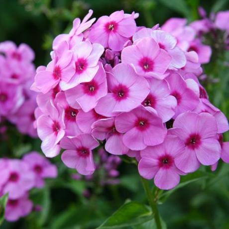 roze phlox 2