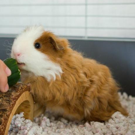 lange jas rood wit texel cavia