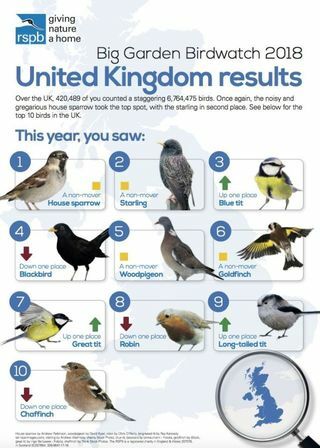 resultaten voor grote vogels in de tuin