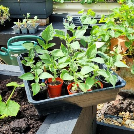 wat te doen in de tuin in mei kaszaailingen